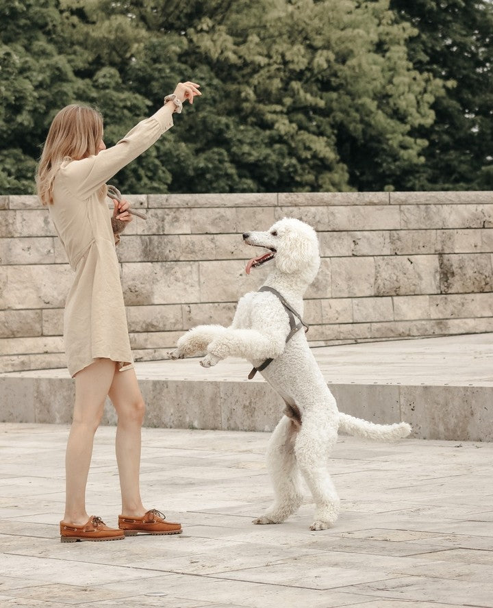 Butter Leather Dog Harness - Timeless Gray