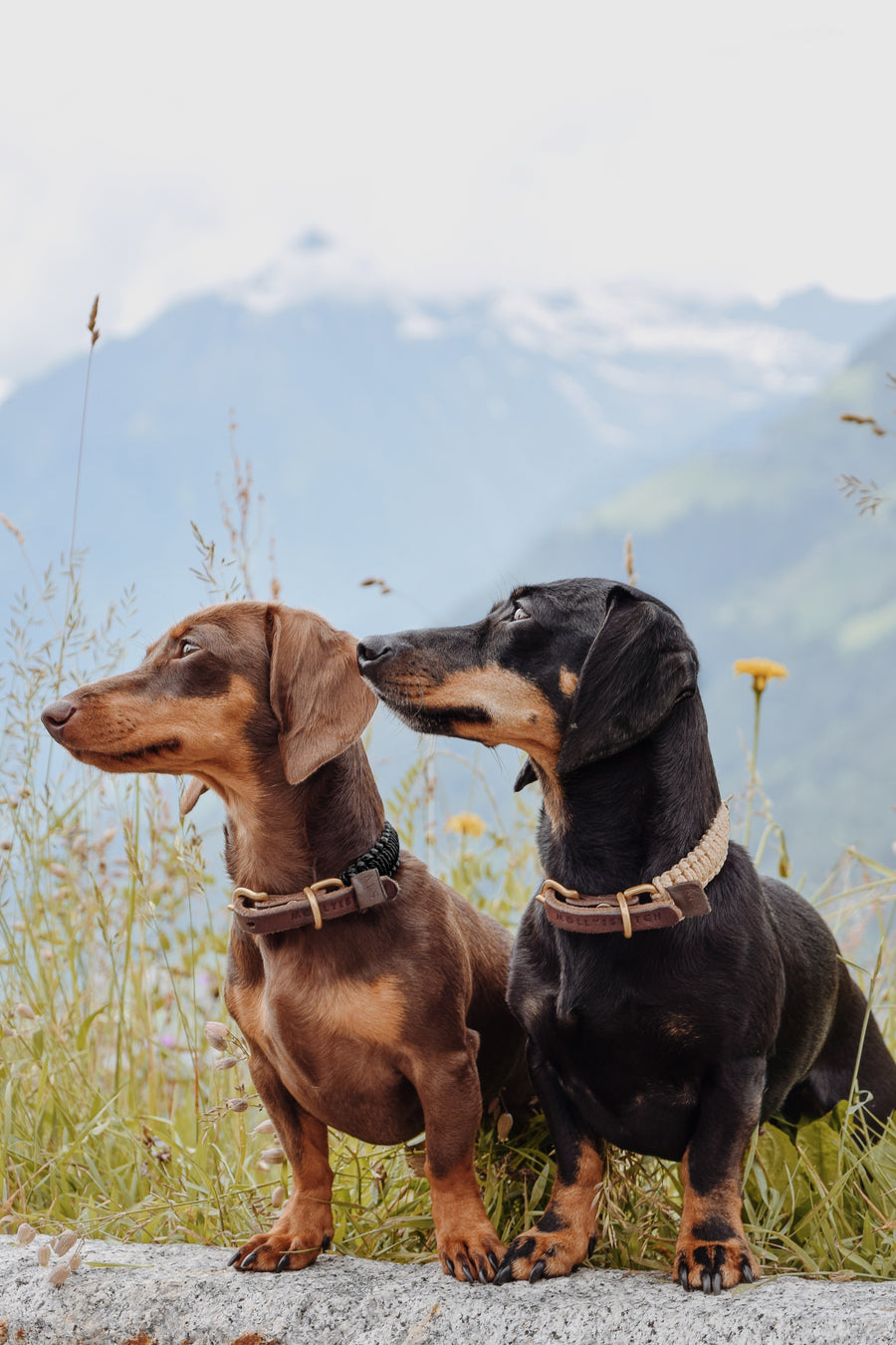 Touch of Leather Dog Collar - Nero