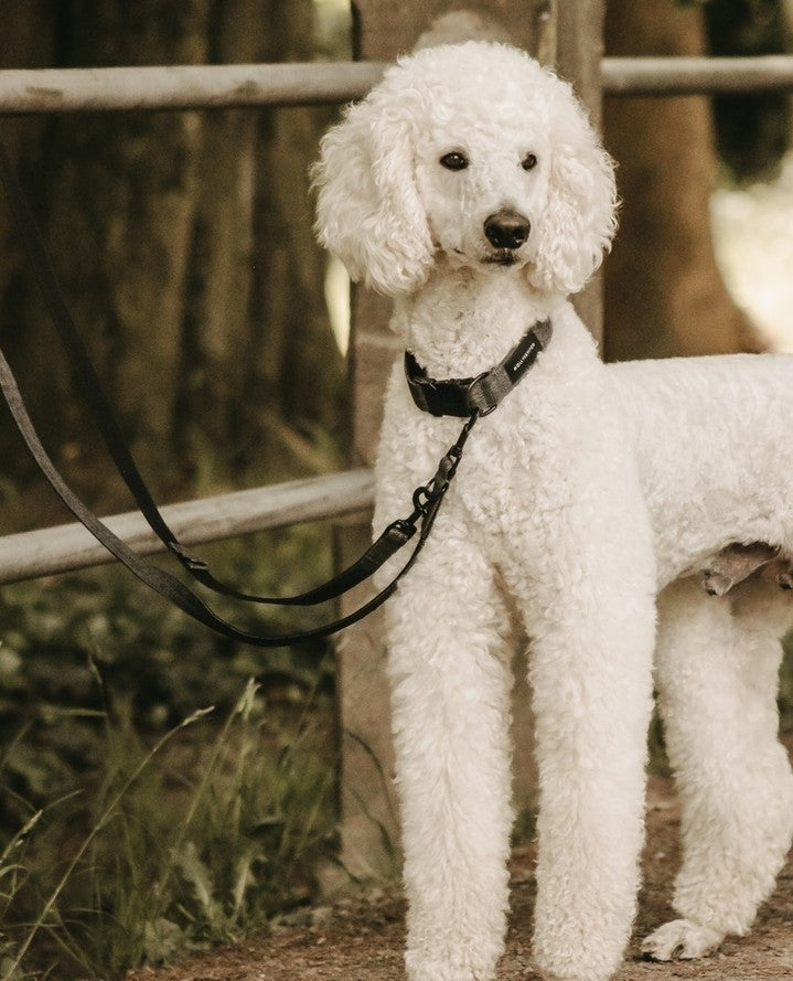 Soft Rock Adjustable Leash - Grey