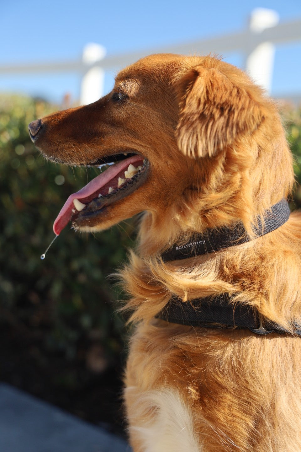 Soft Rock Collar - Black