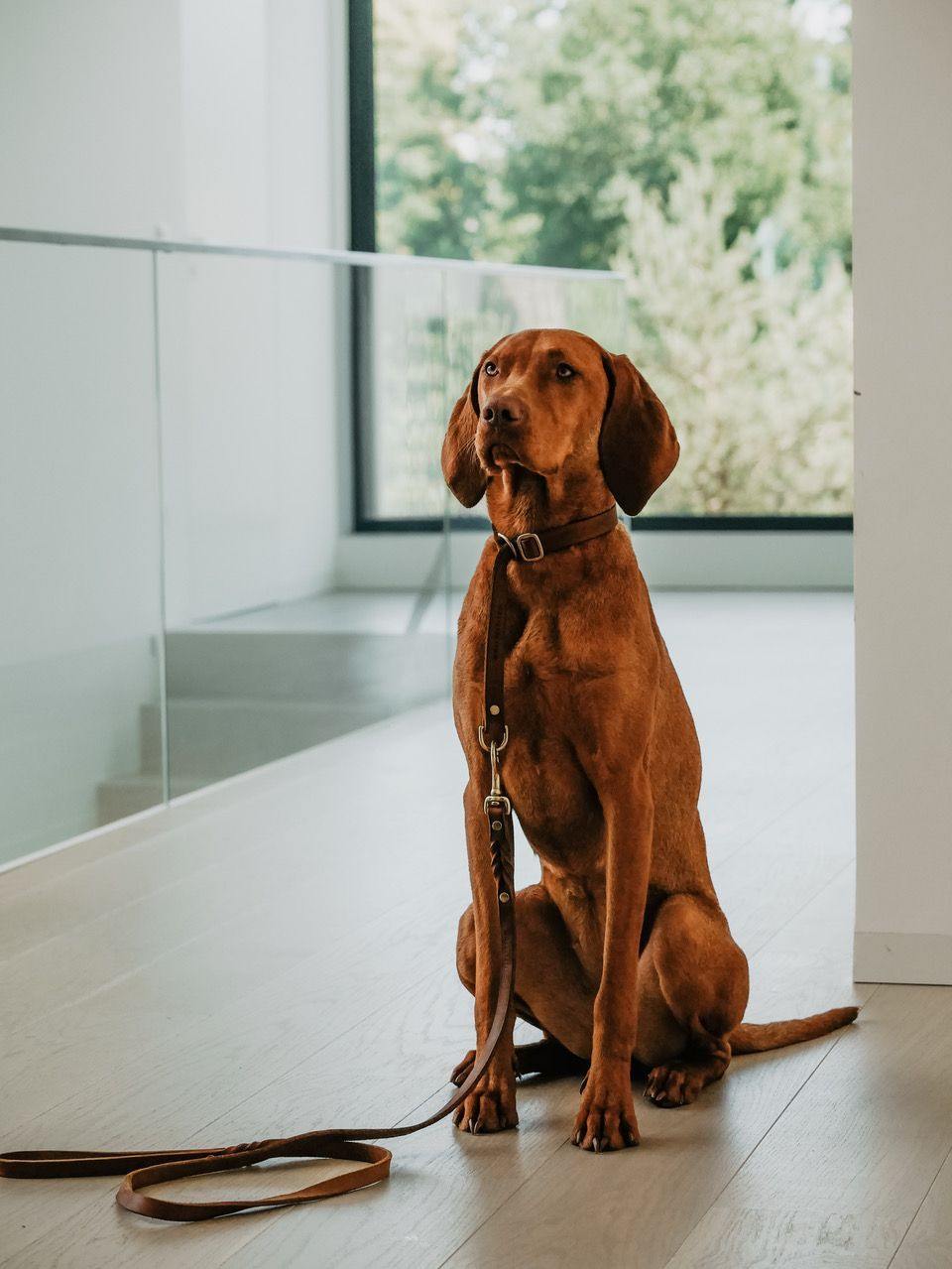 Butter Leather Retriever Dog Collar - Classic Brown - Molly and Stitch GmbH