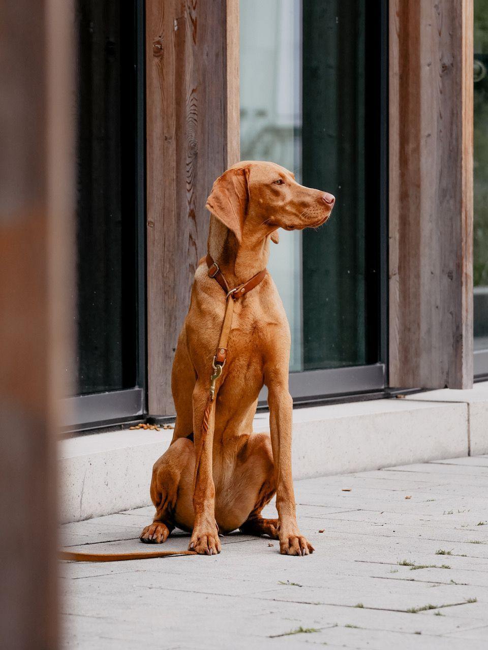 Butter Leather Retriever Dog Collar - Sahara Cognac - Molly and Stitch GmbH