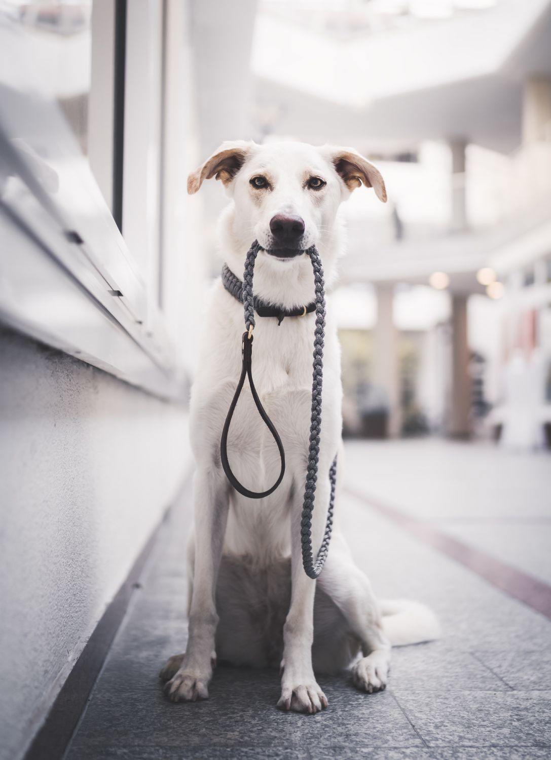 Touch of Leather Dog Leash - Grey - Molly and Stitch GmbH