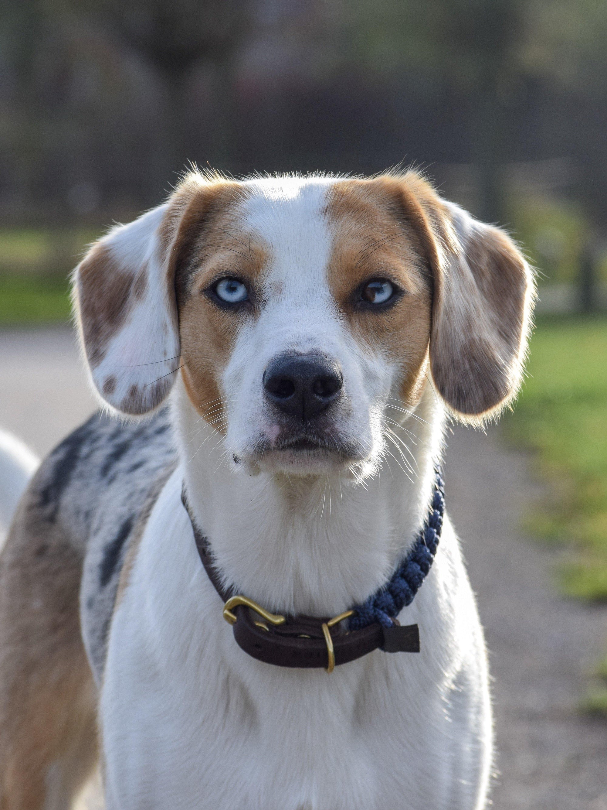 Touch of Leather Dog Collar - Navy - Molly and Stitch GmbH