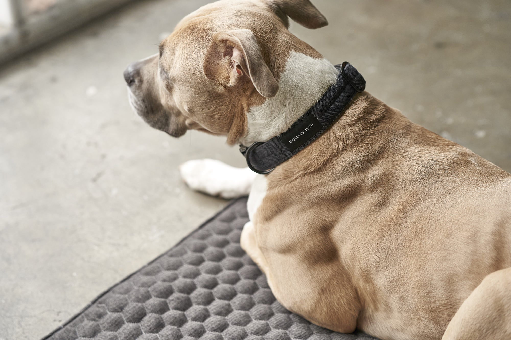 Honeycomb Dog Travel Mat - Grey